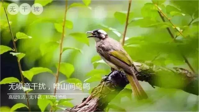 在碧桂园润扬溪谷:把奢侈的度假过成日常生活